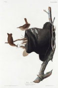 John James Audubon - House Wren. Birds of America, 1826 - 1838