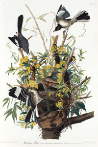 John James Audubon - Mocking Bird. Birds of America, 1826 - 1838