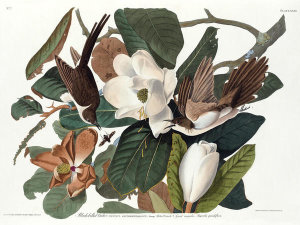 John James Audubon - Black-billed Cuckoo