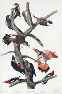 John James Audubon - Woodpeckers. Birds of America, 1826 - 1838