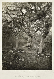 W. H. Harrison - Forêt de Fontainbleau, c. 1870s