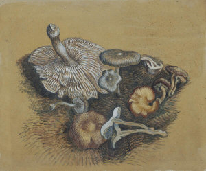 Wanda Gág - Mushrooms, c. 1932