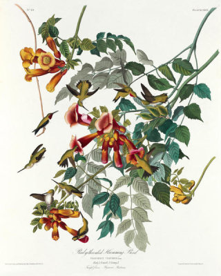John James Audubon - Ruby-throated Humming Bird. Birds of America, 1826 - 1838