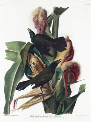 John James Audubon - Purple Grackle or Common Crow Blackbird. Birds of America, 1826 - 1838