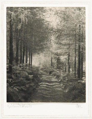 Frederick H. Evans - Redlands Woods, c. 1908