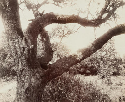 Eugène Atget - Pommier - detail (Apple Tree - Detail), 1919-1921